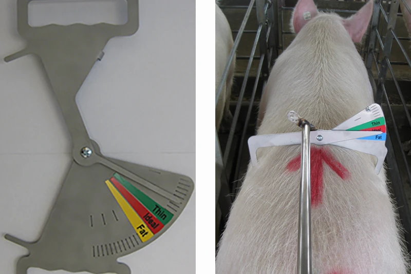 Caliper de cerda. Foto: Mark Knauer, porkbusiness